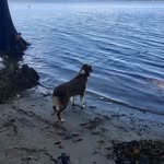 Beverly Durham - @littlebellsaussies - Instagram