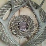Beverly Elliott - @beverlyelliott18 - Instagram