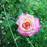 Beverly Eunice Bilog - @beverlyeunicebilog - Instagram