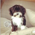 Beverly Farley - @beverlythecavachon - Instagram