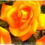Beverly Fiore - @yellowroses6 - Instagram