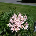 Beverly Flowers - @flowers.beverly - Instagram