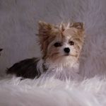 Beverly Goodwin - @mountainviewyorkies - Instagram