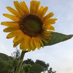 Beverly Graf Visconti - @bevgraf2001 - Instagram