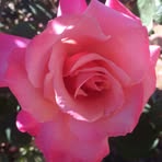 Beverly Graves - Facebook