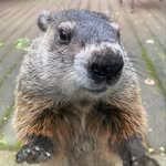 Beverly The Groundhog - @beverly_the_groundhog - Instagram