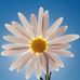 Bev Gillett - Facebook