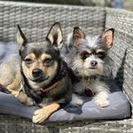 Rumi Beverly Hailey 🐕 - @rumi_beverly_hailey - Instagram