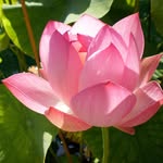 Beverly Haley - @studiohpetphotography - Instagram