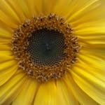 Beverley 'Bobbie' Hardman - @bevbob70 - Instagram