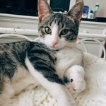 Beverly Harrell - @bevthekitty - Instagram