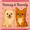 🐾 Harvey & Beverly 🐾 - @harvey_beverly - TikTok