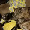beverlyhays829 - @ladywolf1995 - TikTok