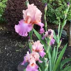 Beverly Heimann - Facebook