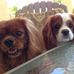 Beverly Henrich Caplis - Facebook