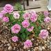 Beverly Hirsch - Facebook