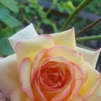 Beverly Holt - Facebook
