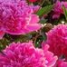 Beverly Howell - Facebook