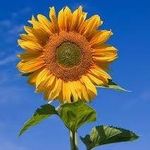 Beverly McCain - @debarynursery - Instagram