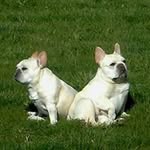 Beverly McCann - @crestagardfrenchies - Instagram