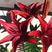 Bev McCormick - Facebook