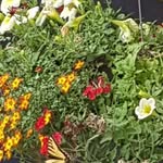 Beverley McDermott - @beverley.mcdermott.71 - Instagram