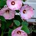 Beverly McElroy - Facebook