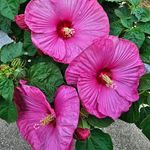 Beverly Meade Gonzales - @gonzales.beverly - Instagram