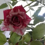 Beverly Mickowski - @beverlymickowski - Instagram