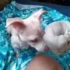 baby bad miles - @beverlymiles658 - TikTok