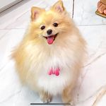 Minnie Beverly Hills ✨ - @minnie.minispitz - Instagram