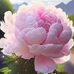 Beverly Morrison - Facebook
