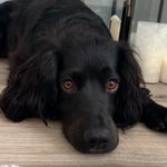 Beverley Marie Mortimer - @lillie_cockerspaniel - Instagram