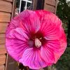 beverleyroane2 - @bev86985 - TikTok