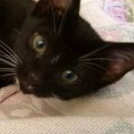 Beverly Roche - @bjandcats - Instagram