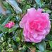 Beverley Rodgers - Facebook
