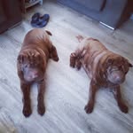 Beverly Rogers - @beegee.r57 - Instagram