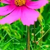 Beverly Rogers - @beverly.rogers4 - TikTok