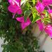 Beverley Rowe - Facebook