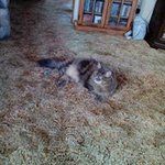 Beverly Hoffmeister-Royal - @grandma21911 - Instagram
