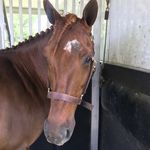 Beverly Equestrian’s Ruby - @beverlyequestrians.ruby - Instagram