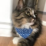 Flumigan “Beverly Hills” Ryder - @flume.the.cat - Instagram