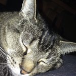 Beverly Sammons - @willowcatbuddy - Instagram