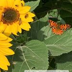 Beverly Saxton - @nonna2girls - Instagram