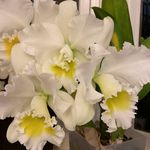 Beverly Schultz Tipton - @beverly.s.tipton - Instagram