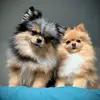 Shelby & Beverly - @shelby__beverly - TikTok