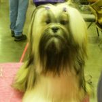 Beverly Simms - @lhasamagic - Instagram