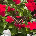 Beverly Walters - @beverlywalters81 - Instagram