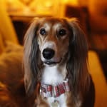 Raza Beverly Weston Haigler - @bev_saluki - Instagram