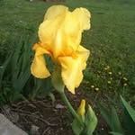 Beverly Wilkinson - @swepea14 - Instagram